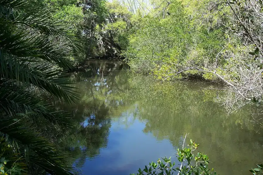 The tree-lined Estero River at Koreshan State Historic Site in Estero, Florida