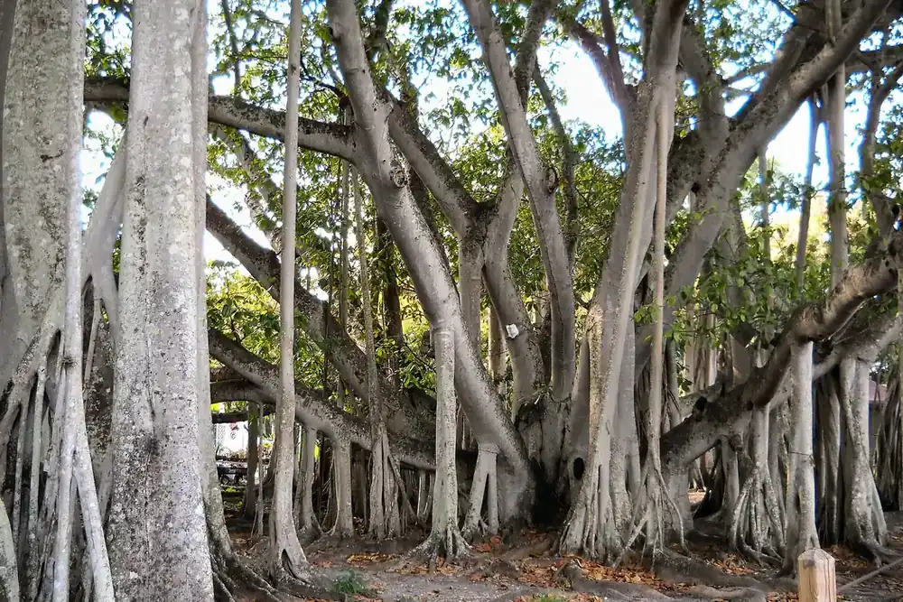 Spreading banyan tree with hanging roots on the Edison and Ford Winter Estates grounds in Fort Myers